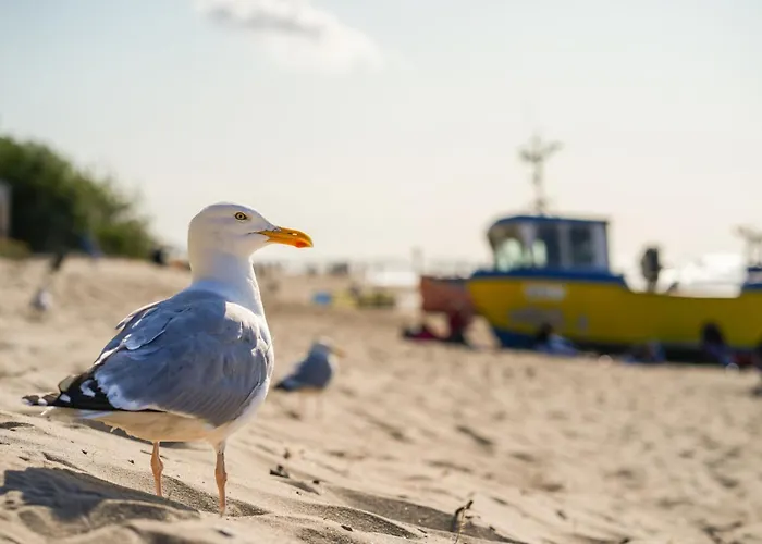 Ptasie Radio Деревянный коттедж